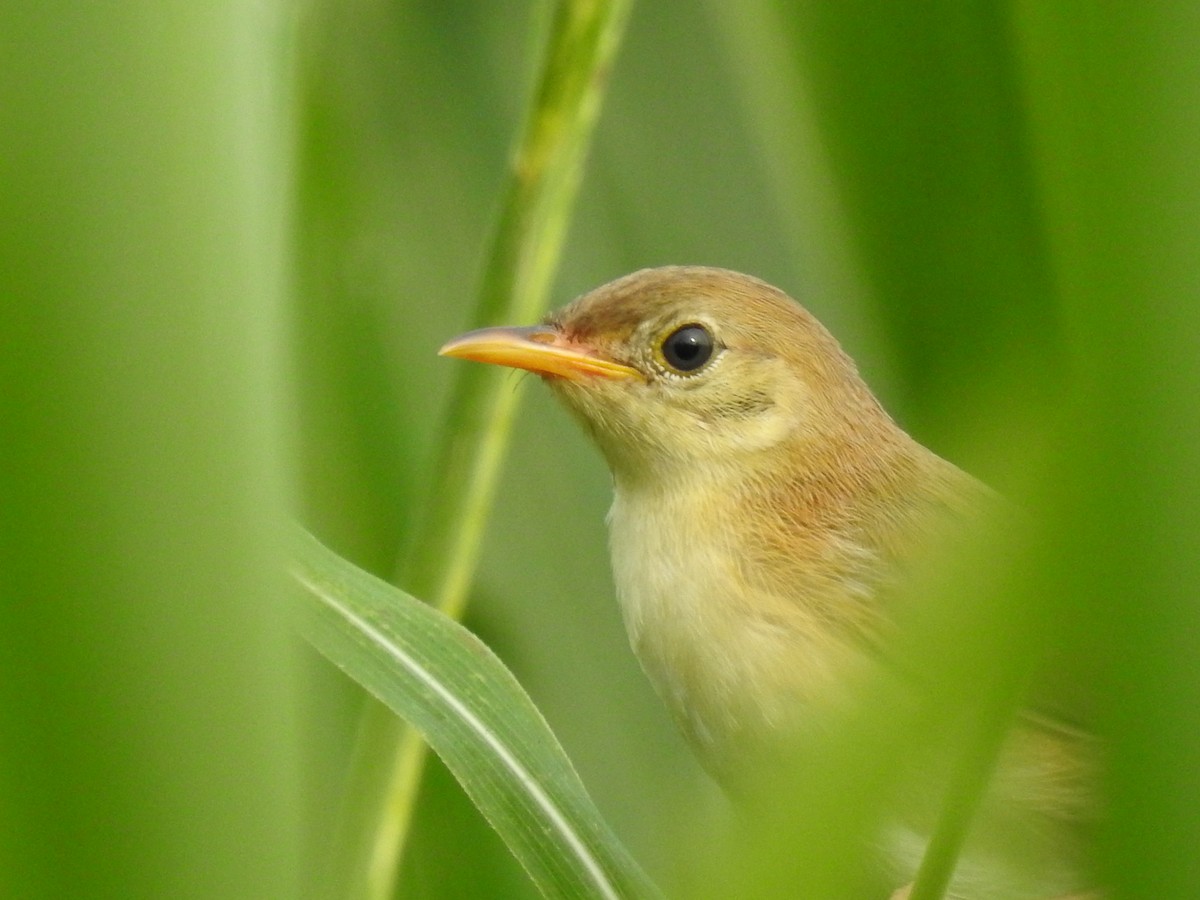 Golden-headed Cisticola - ML177398091