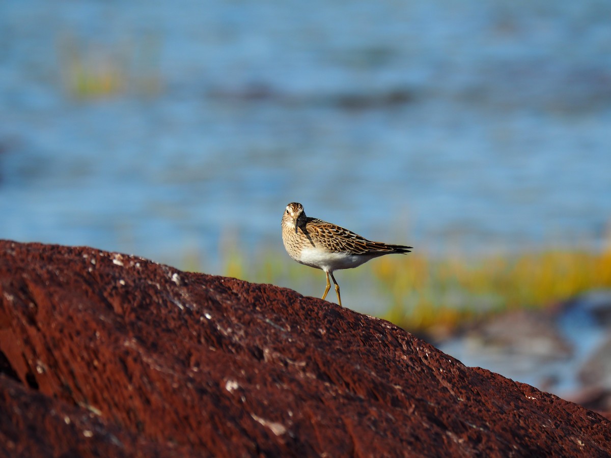 Pectoral Sandpiper - ML177398301