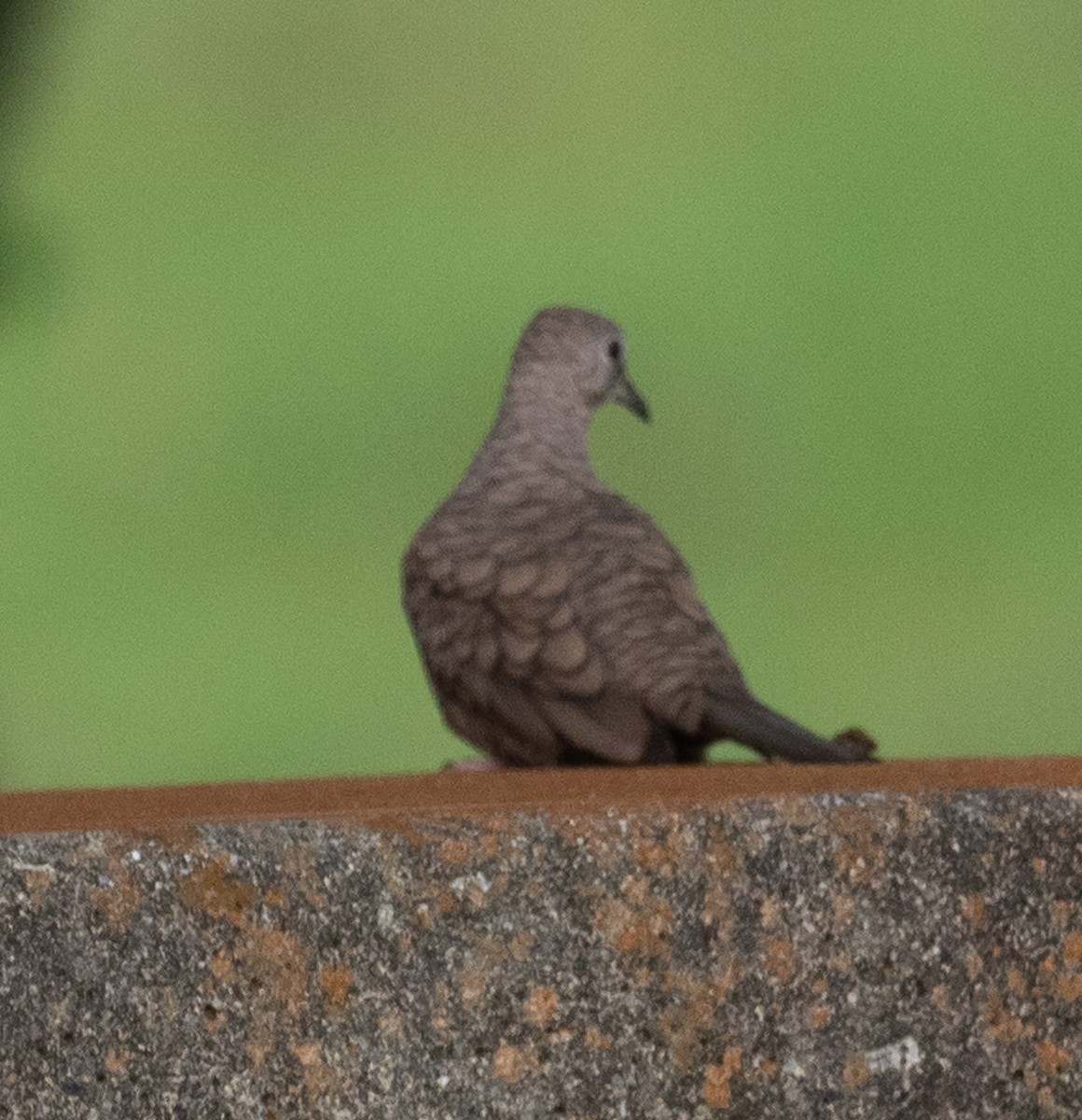 Inca Dove - ML177398521