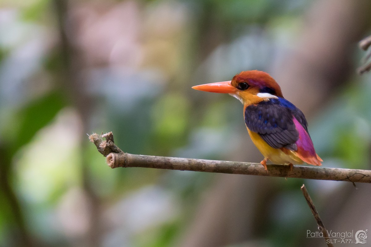 Black-backed Dwarf-Kingfisher - Pattaraporn Vangtal