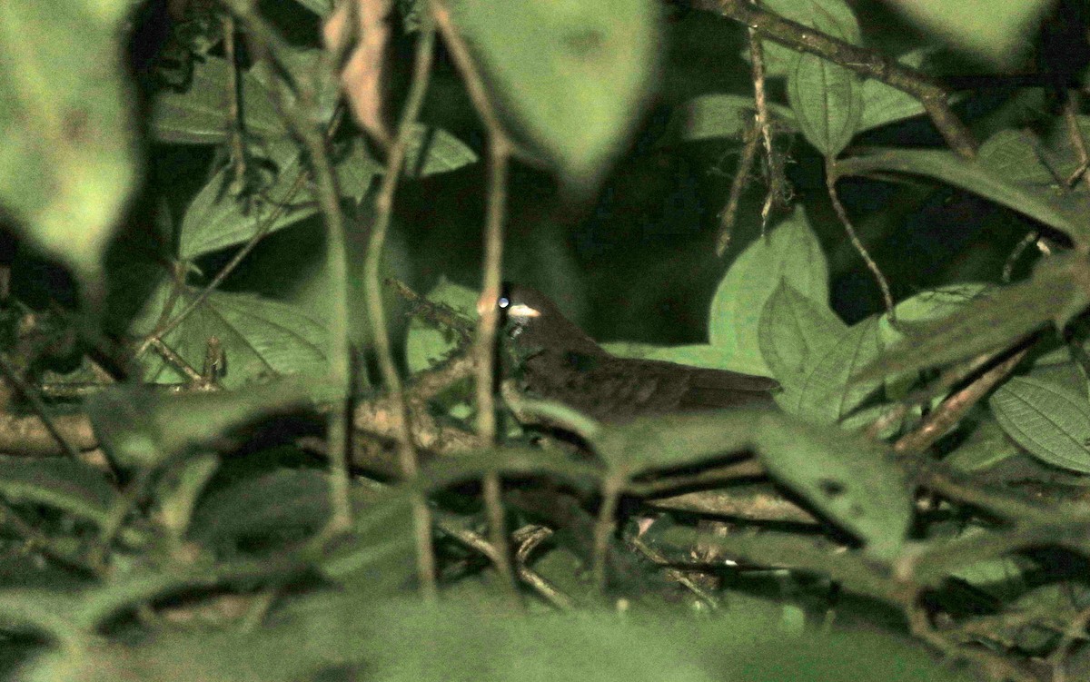 Olive-backed Quail-Dove - ML177399871