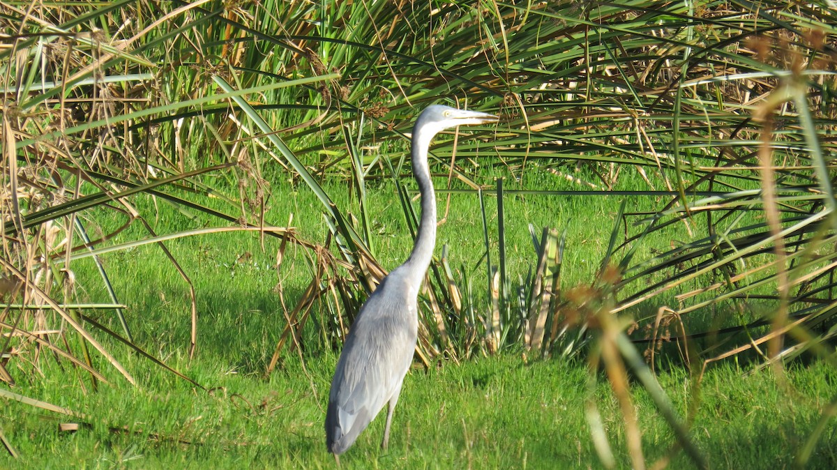 Black-headed Heron - ML177403501