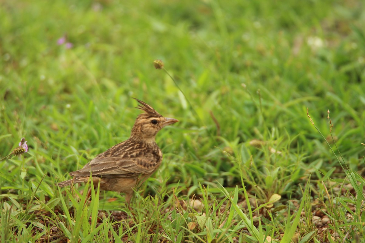 Tawny Lark - ML177405911