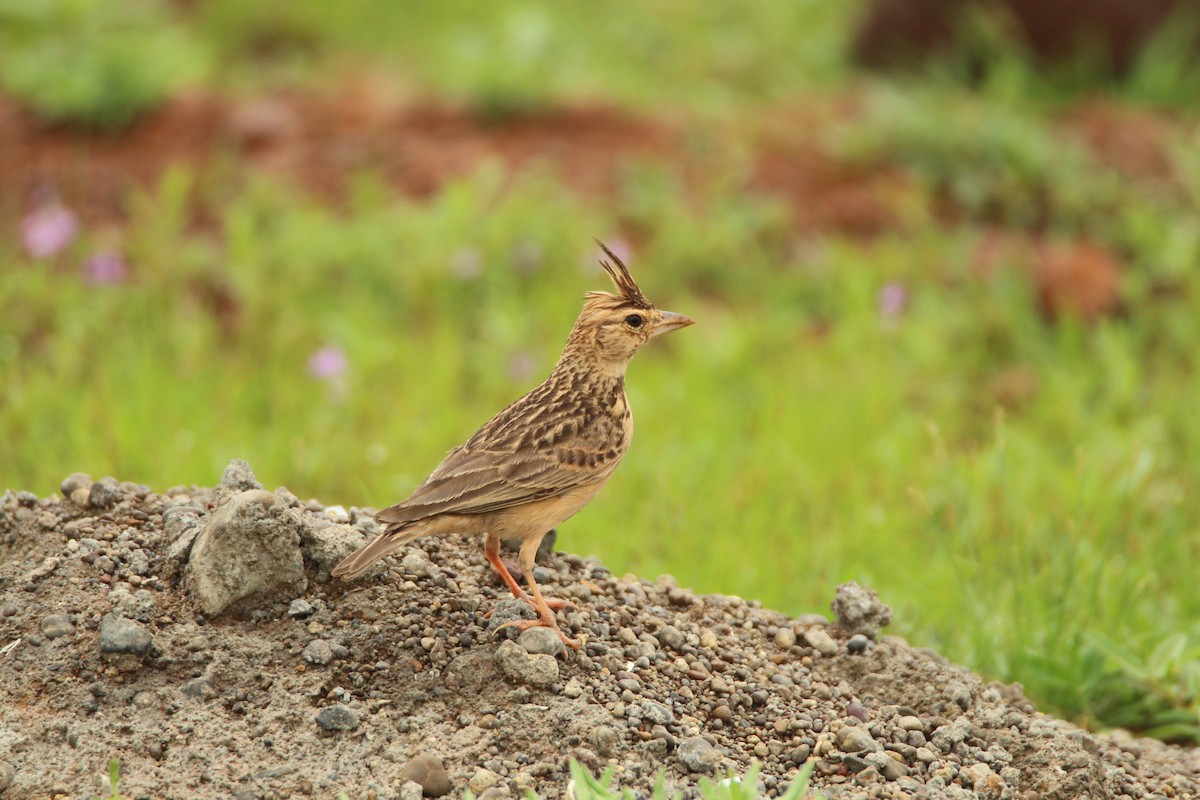 Tawny Lark - ML177405941