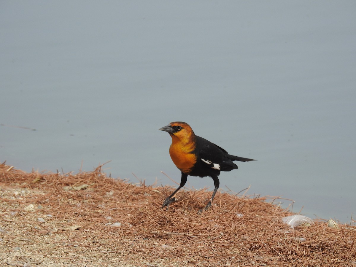 Yellow-headed Blackbird - ML177406181