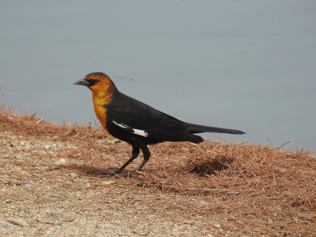 Yellow-headed Blackbird - ML177406191