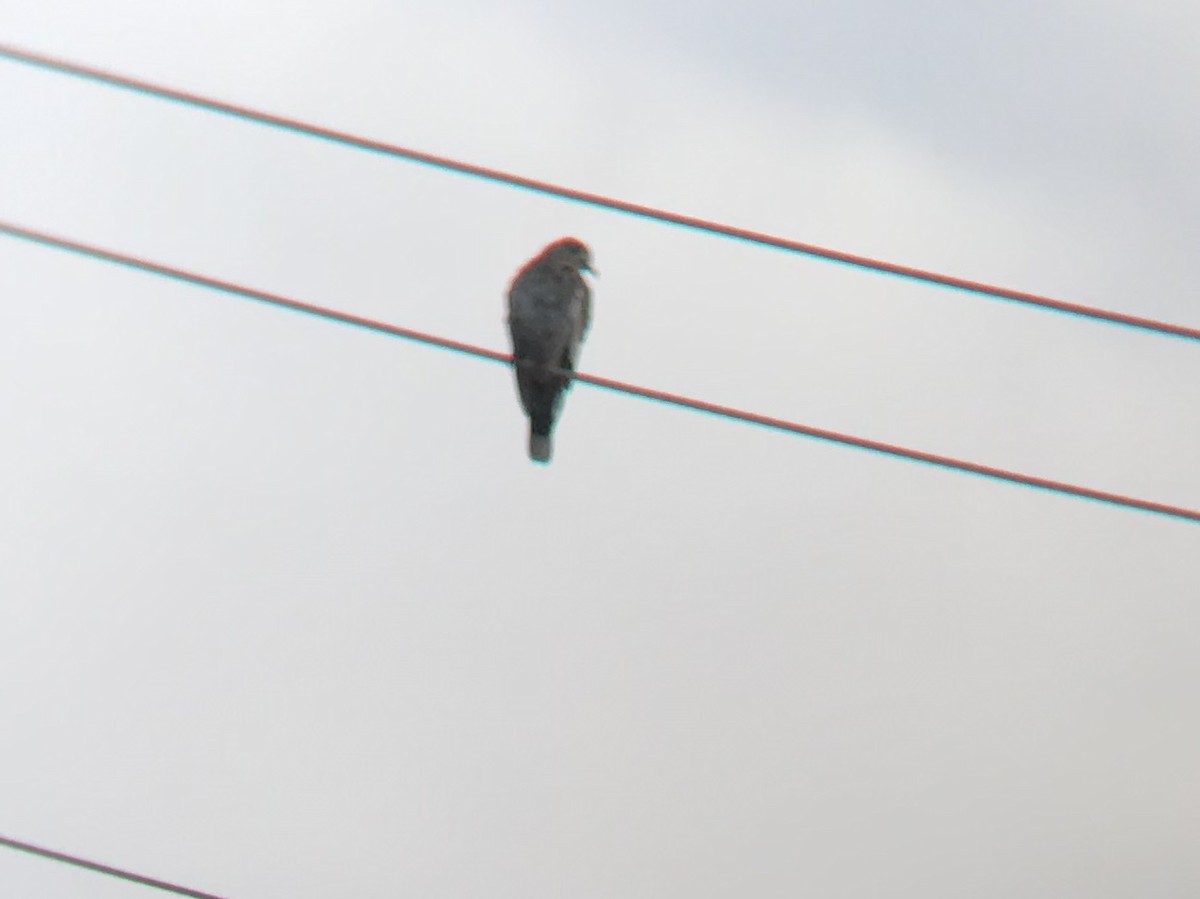 Eurasian Collared-Dove - ML177406231