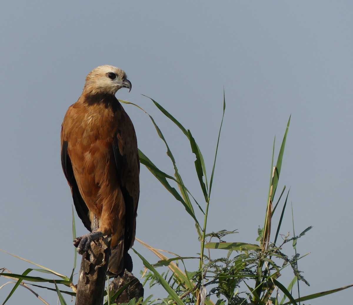 Black-collared Hawk - ML177407141