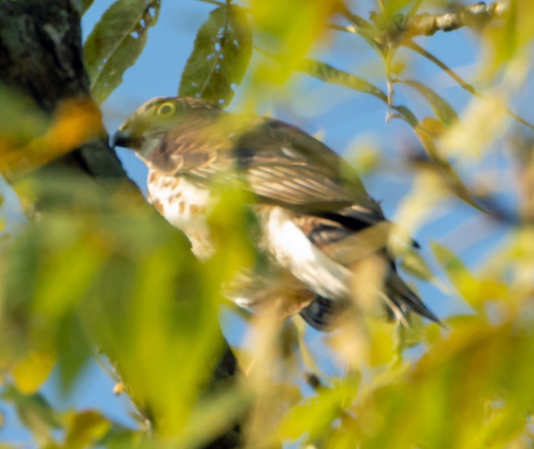 Sharp-shinned Hawk - ML177407281