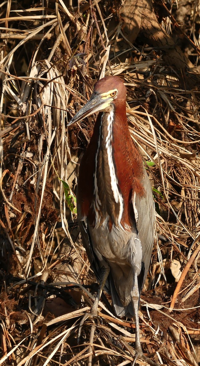 Rufescent Tiger-Heron - ML177407321