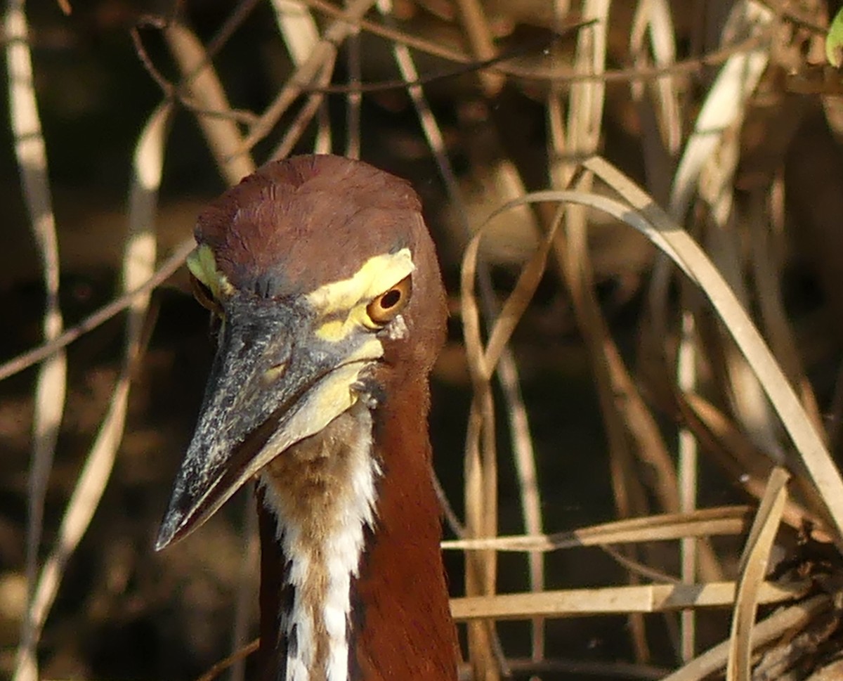 Rufescent Tiger-Heron - ML177407421