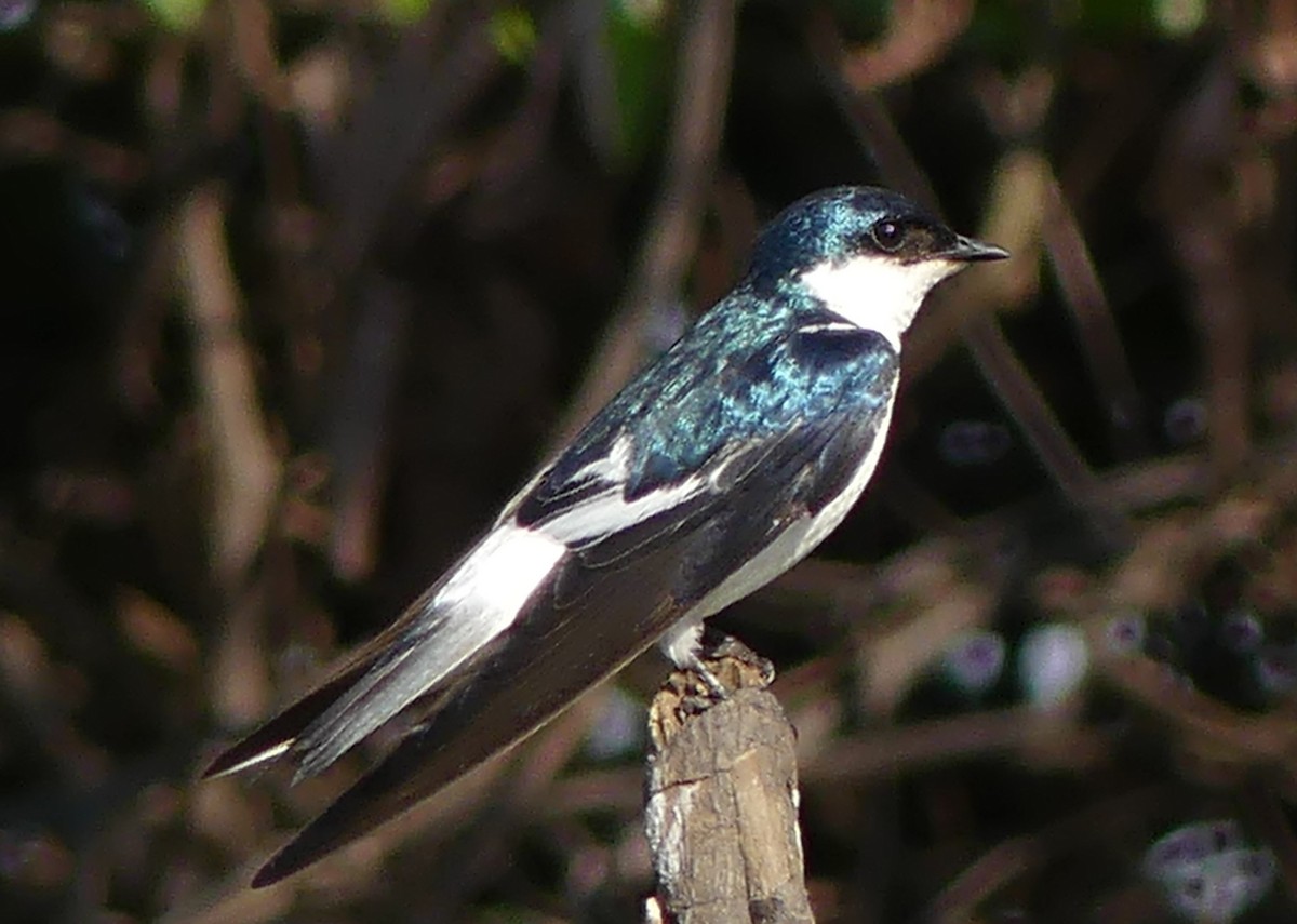 White-winged Swallow - ML177407581