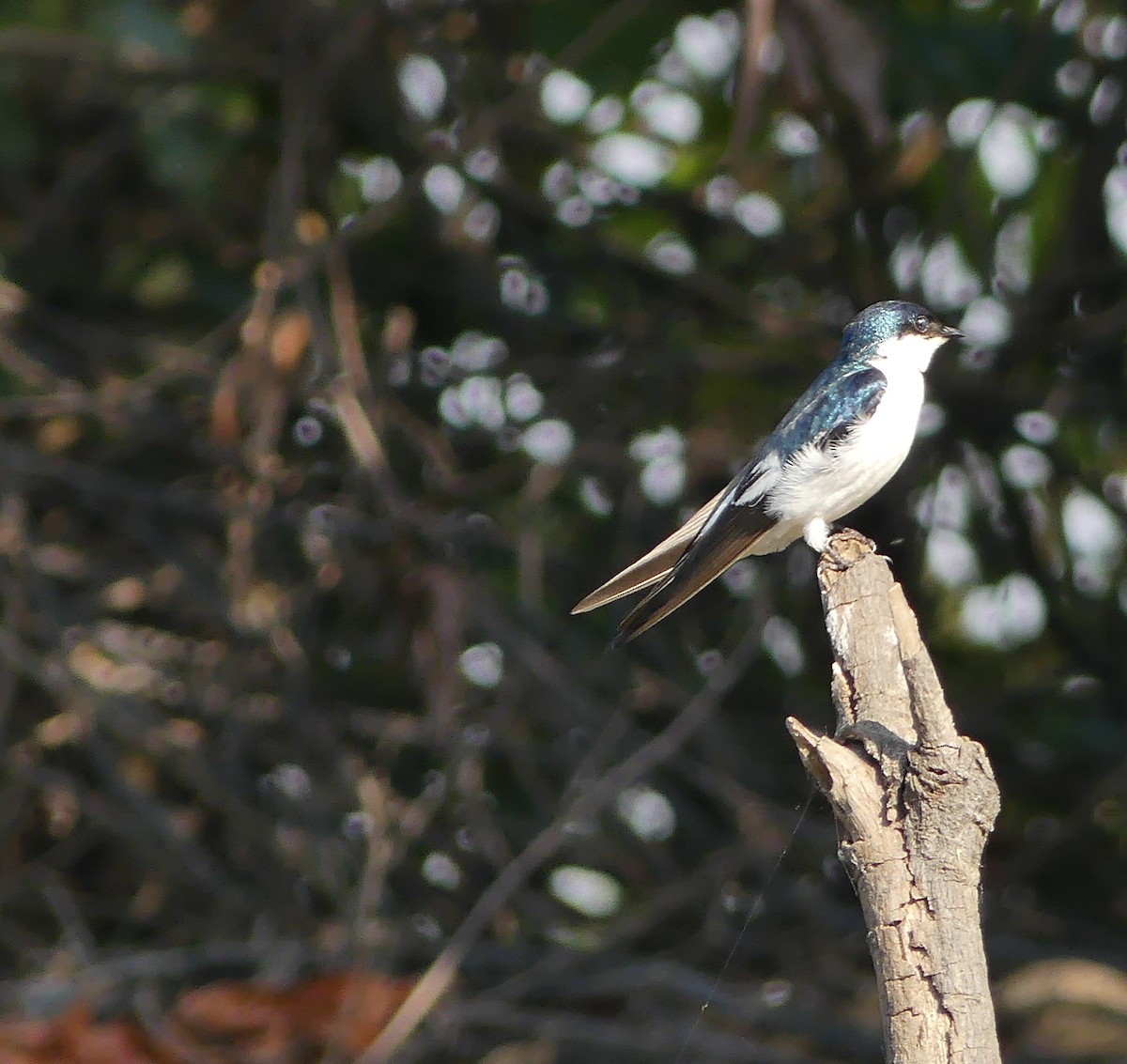 White-winged Swallow - ML177407591