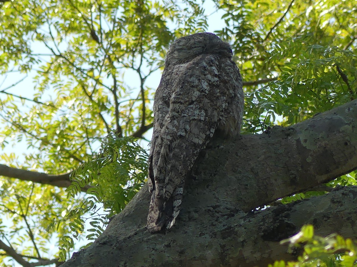 Great Potoo - ML177408821