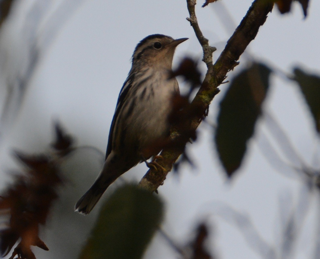 Black-and-white Warbler - "Chia" Cory Chiappone ⚡️