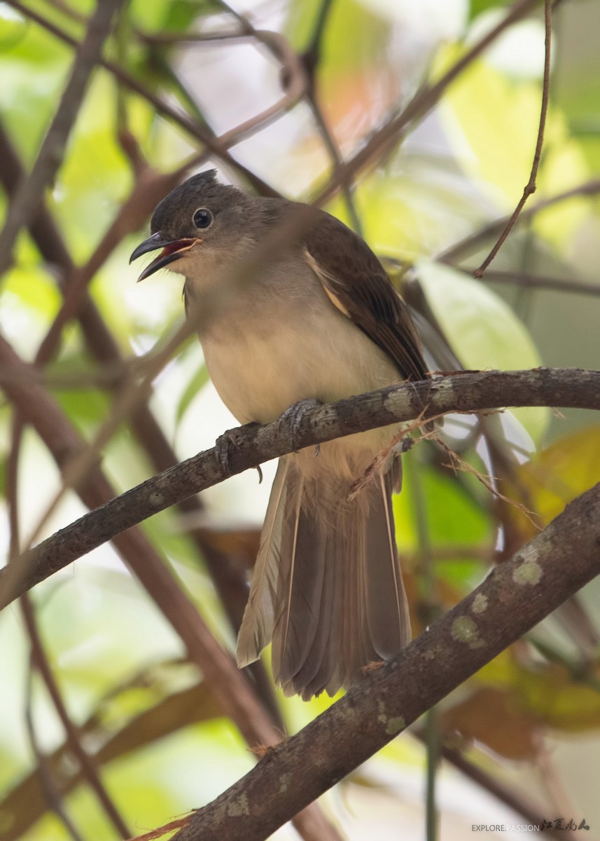 Puff-backed Bulbul - Wai Loon Wong