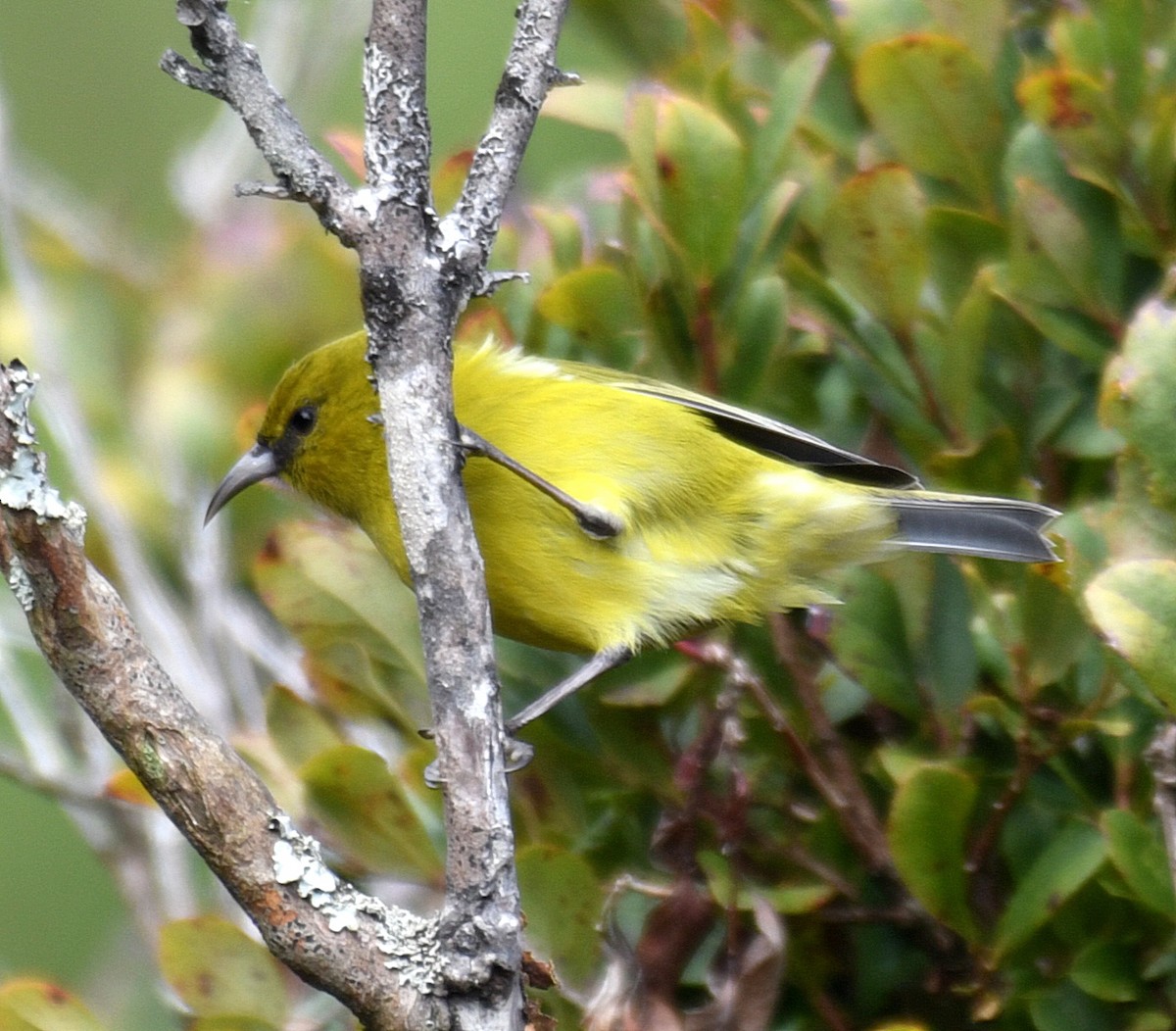 Hawaii-Amakihikleidervogel - ML177409631