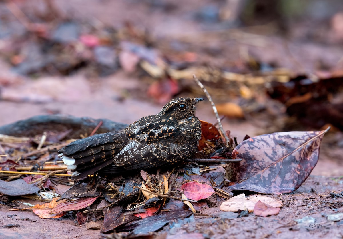 Blackish Nightjar - ML177410241