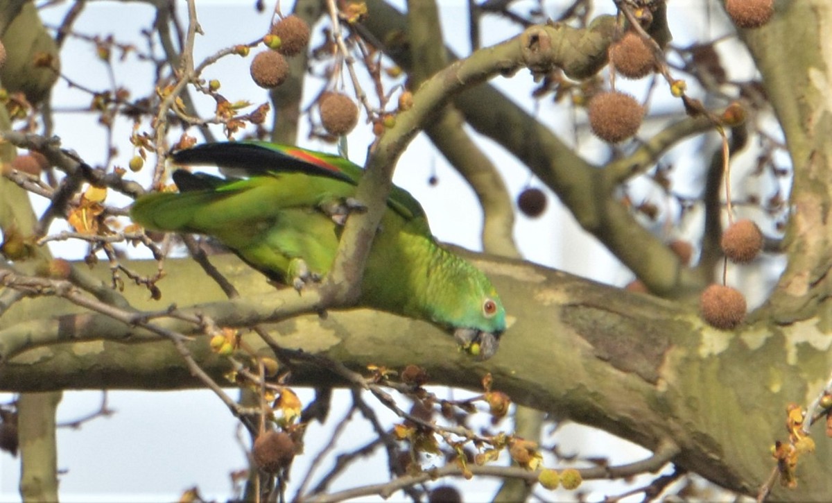 Turquoise-fronted Parrot - ML177410961