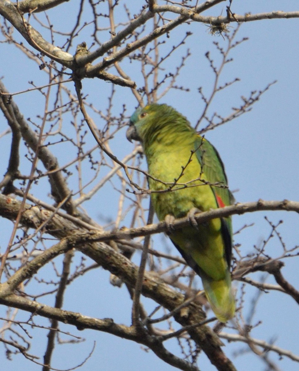 Turquoise-fronted Parrot - ML177410971
