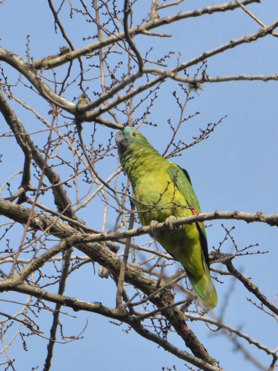 Turquoise-fronted Parrot - ML177410991