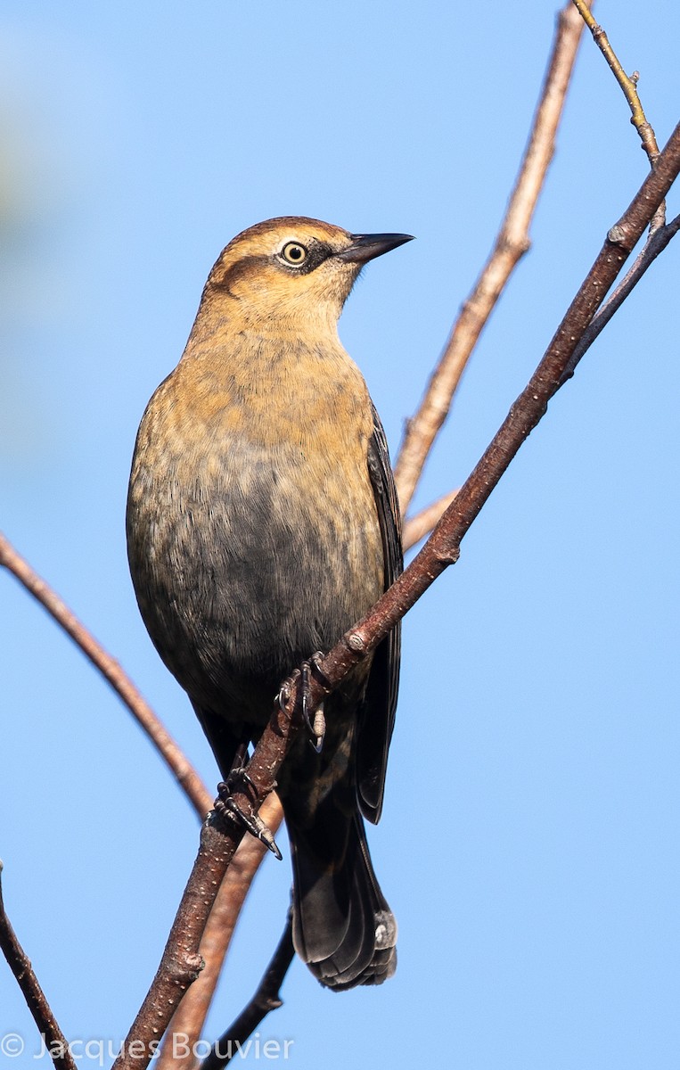 Rusty Blackbird - ML177411251