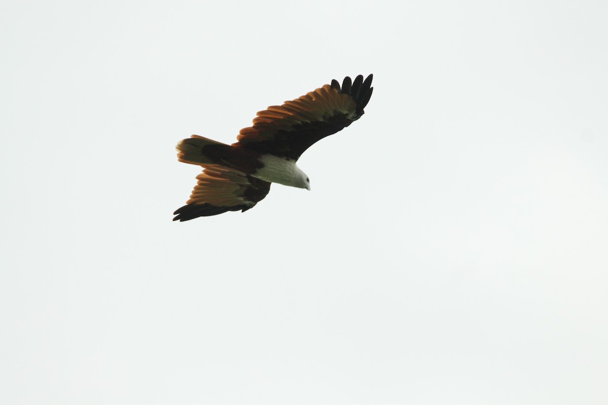 Brahminy Kite - ML177411471