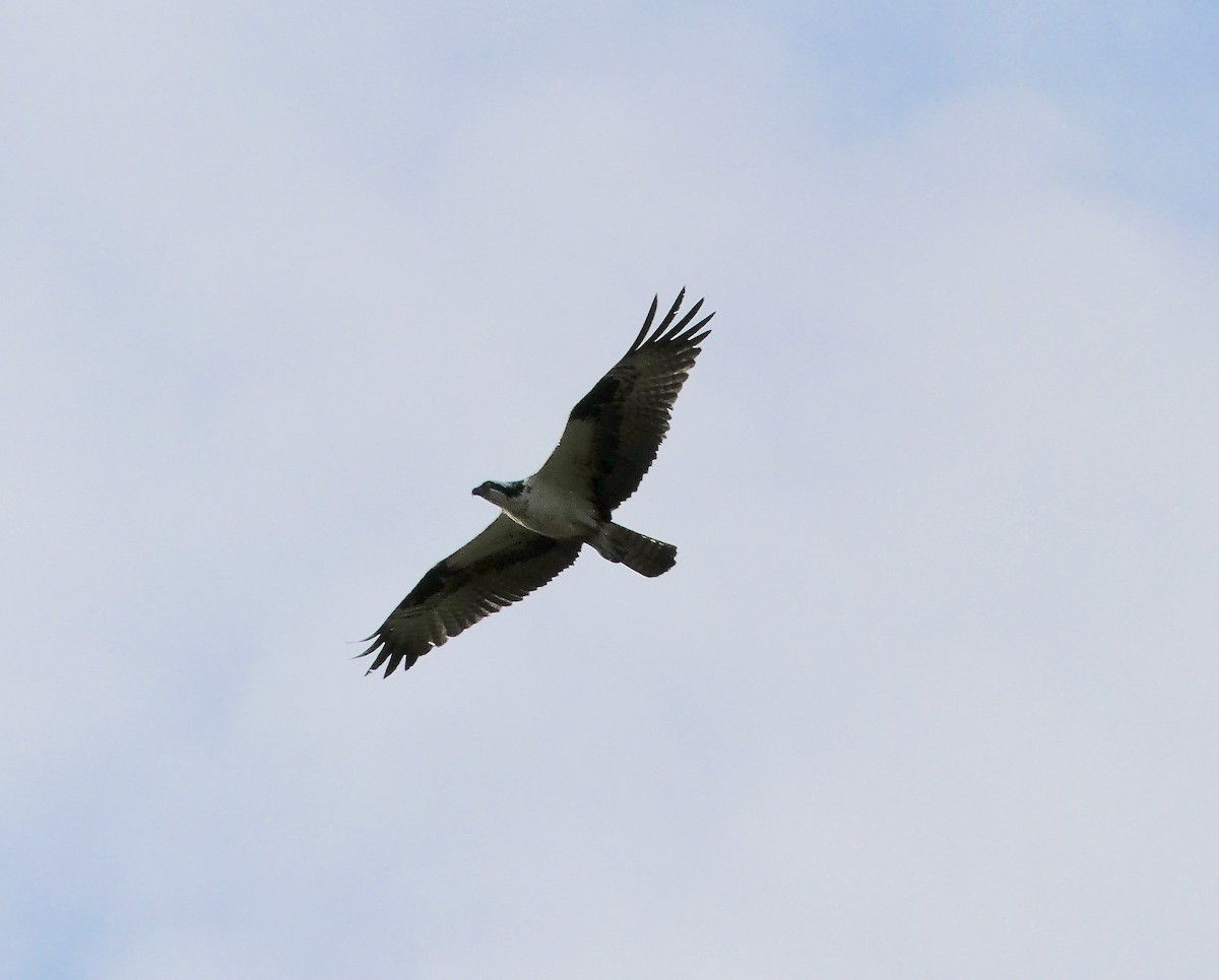 Osprey - Charles  Crawford