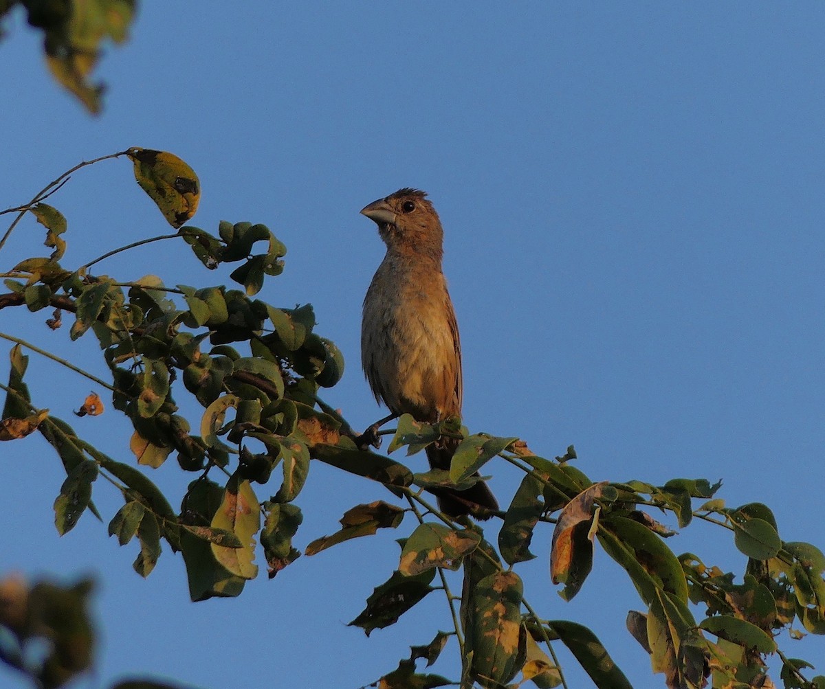 Blue Grosbeak - ML177412391