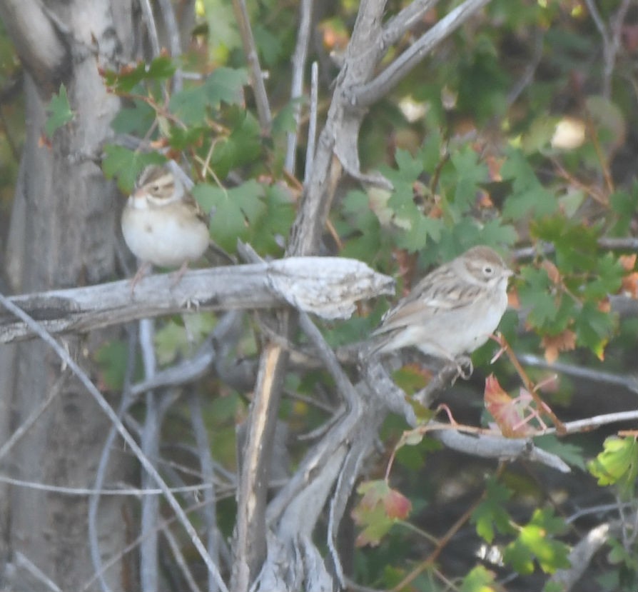 Clay-colored Sparrow - ML177413361