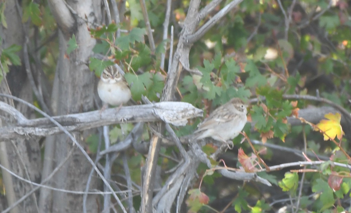 Clay-colored Sparrow - ML177413371