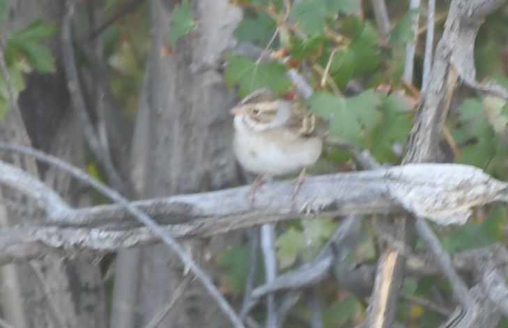 Clay-colored Sparrow - ML177413391