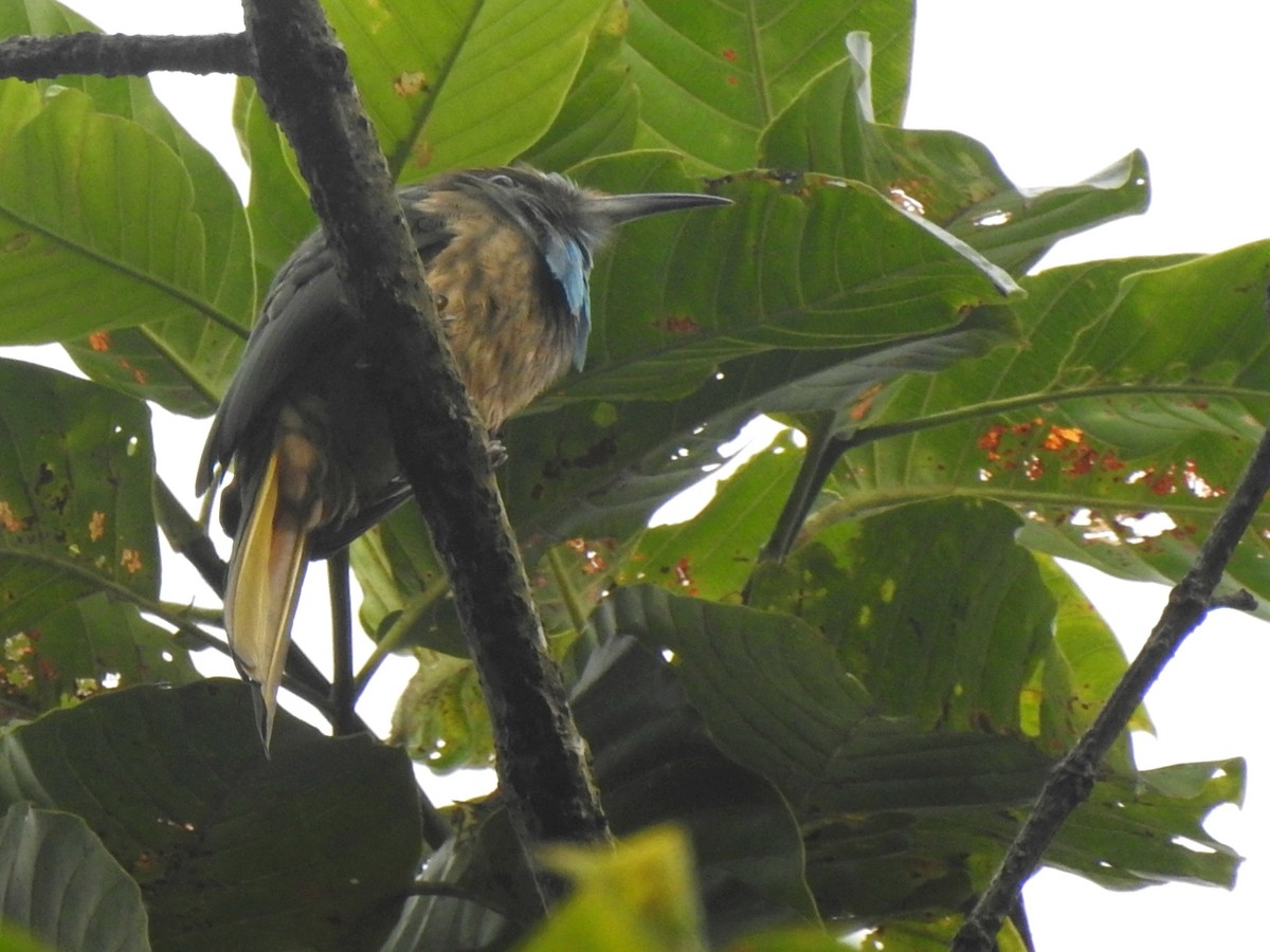 Blue-bearded Bee-eater - Nimali Digo & Thilanka Edirisinghe