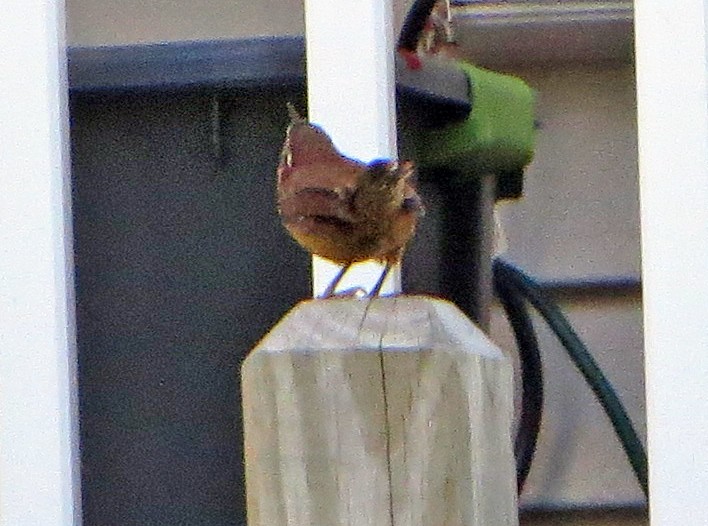 Carolina Wren - Shilo McDonald