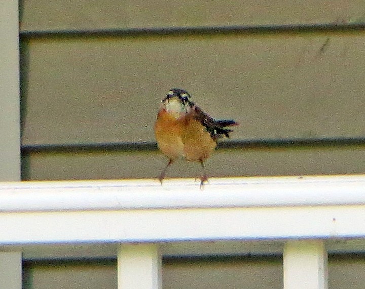 Carolina Wren - Shilo McDonald