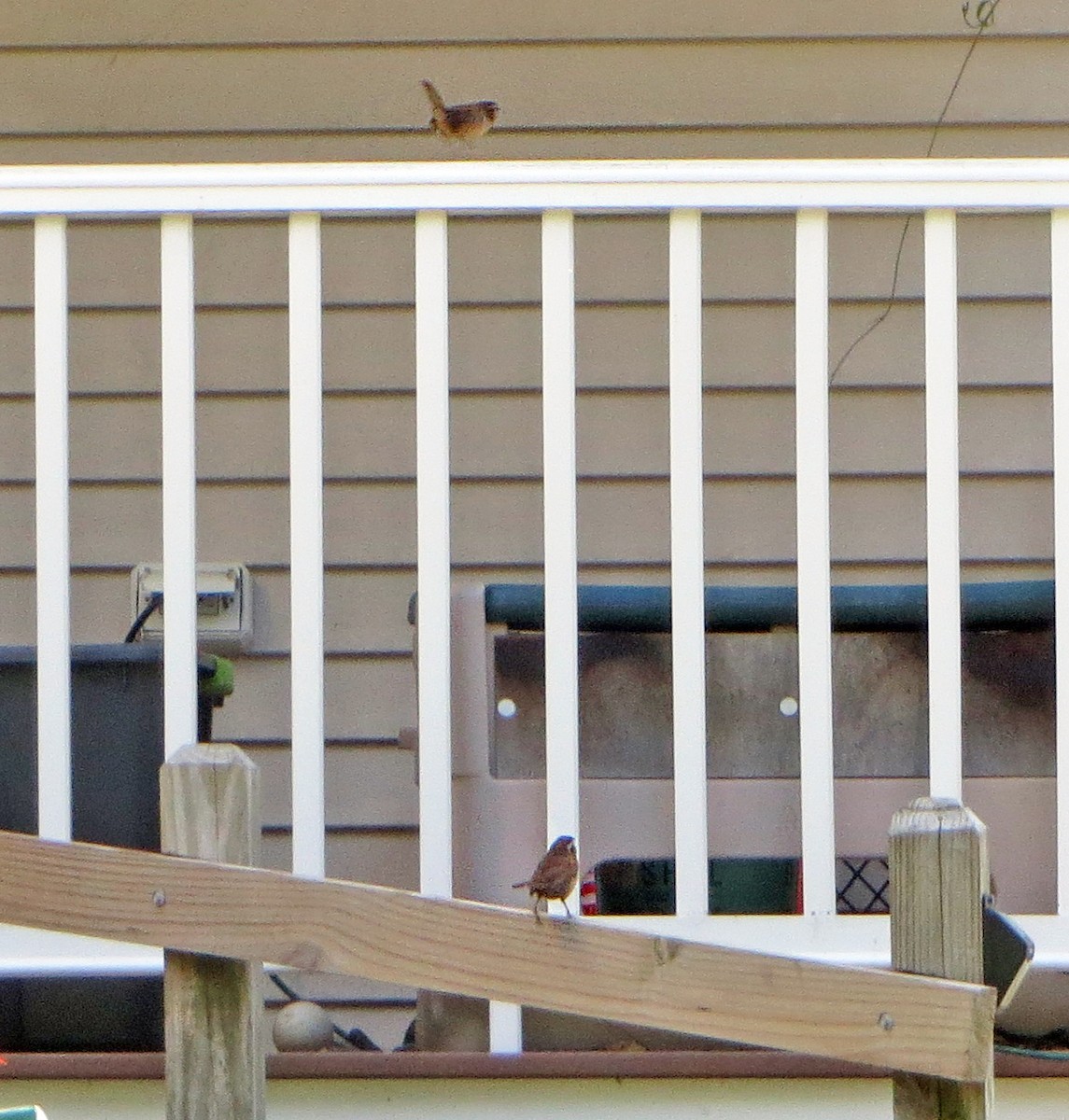 Carolina Wren - ML177414701