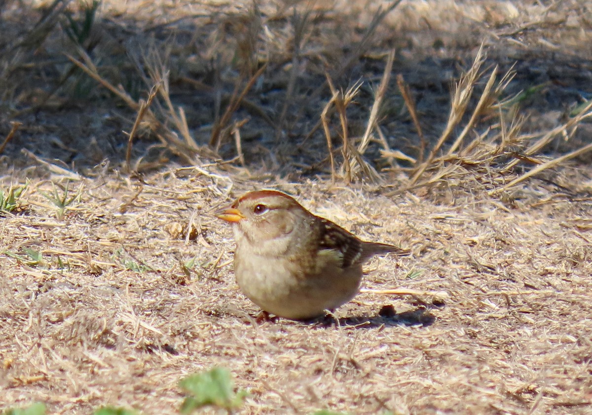 White-crowned Sparrow (pugetensis) - ML177414881