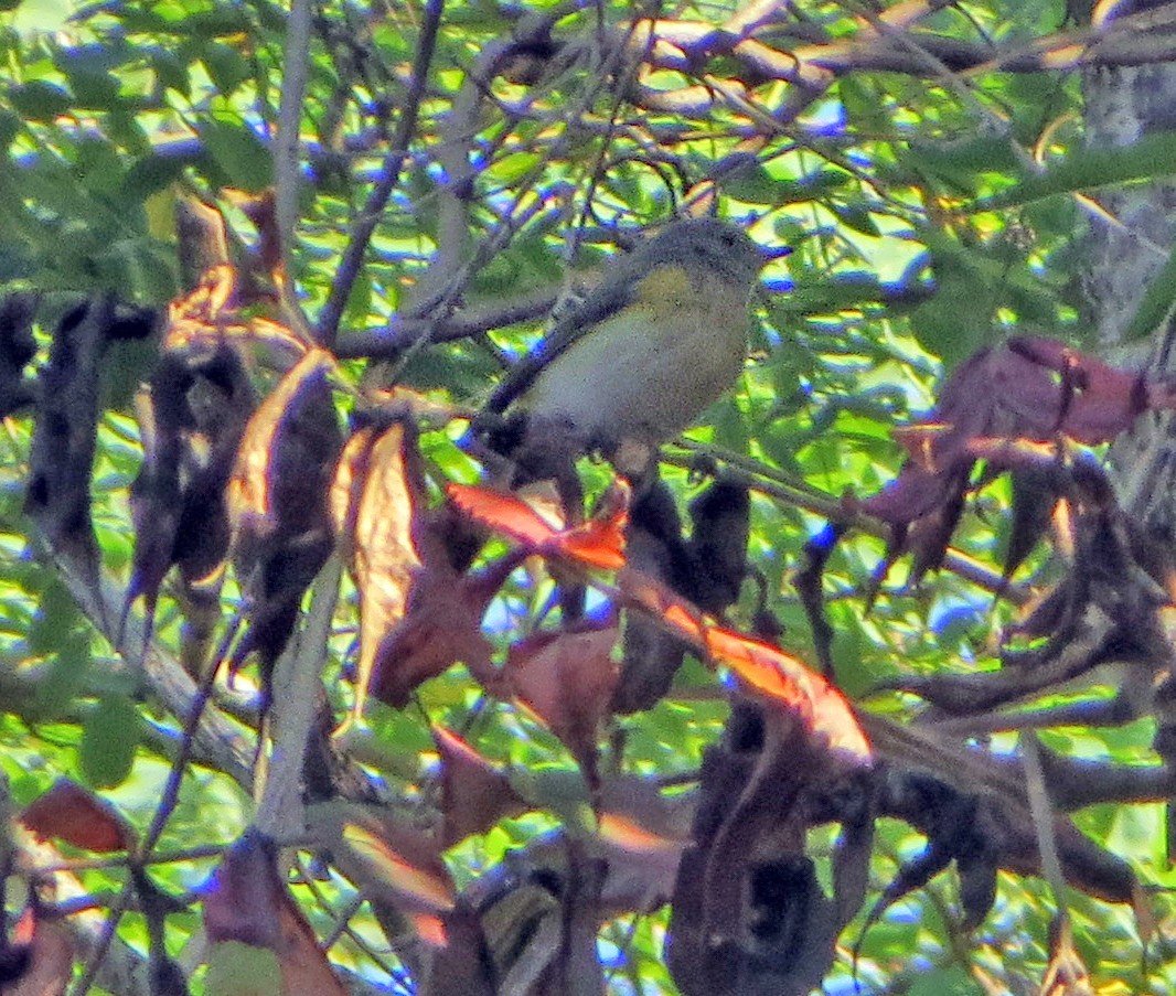 American Redstart - ML177415161