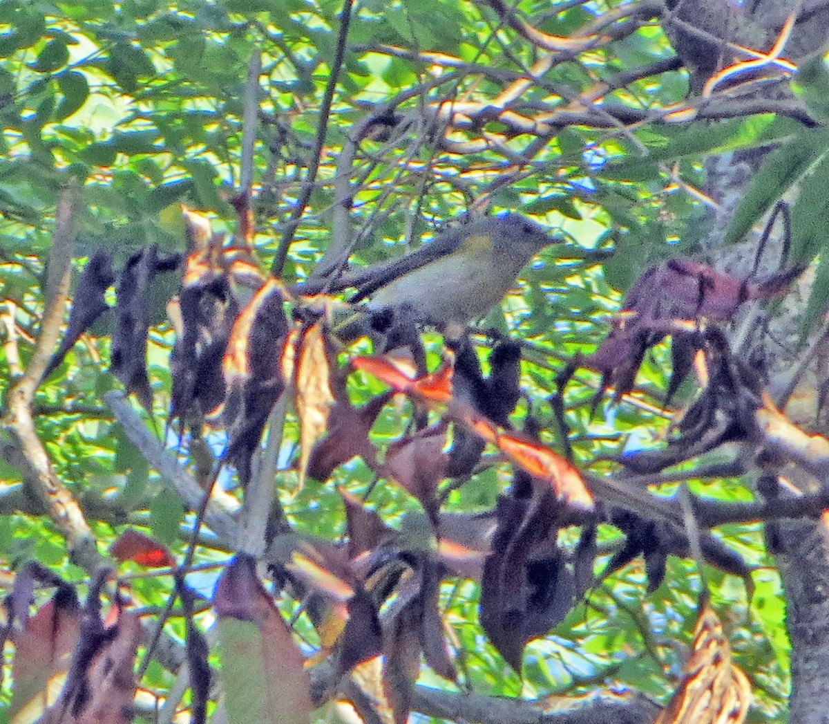 American Redstart - ML177415171