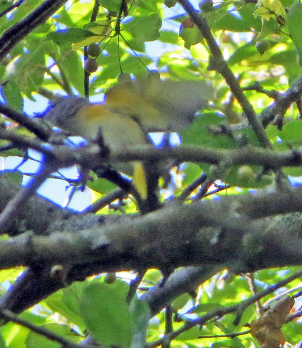 American Redstart - ML177415181