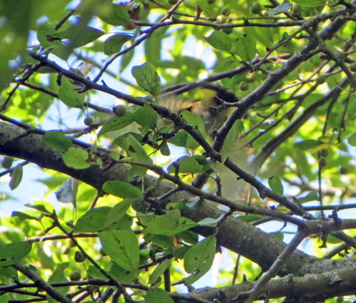 American Redstart - Shilo McDonald