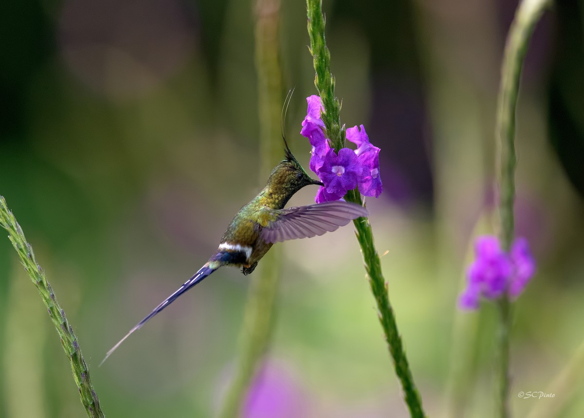 Wire-crested Thorntail - Shailesh Pinto