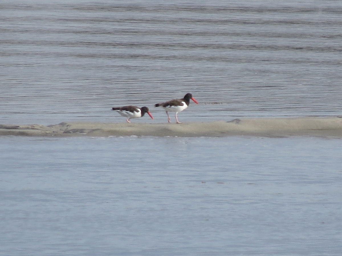 American Oystercatcher - Timothy Fennell