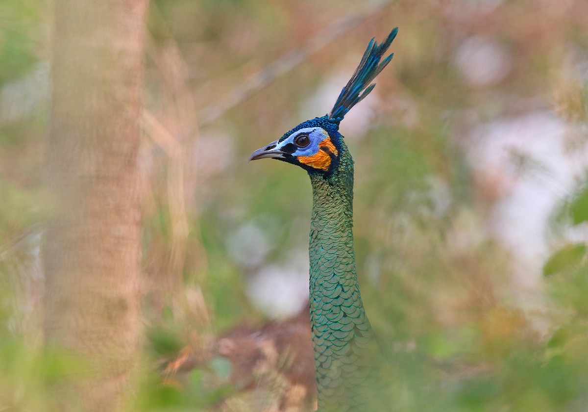 Green Peafowl - ML177419971