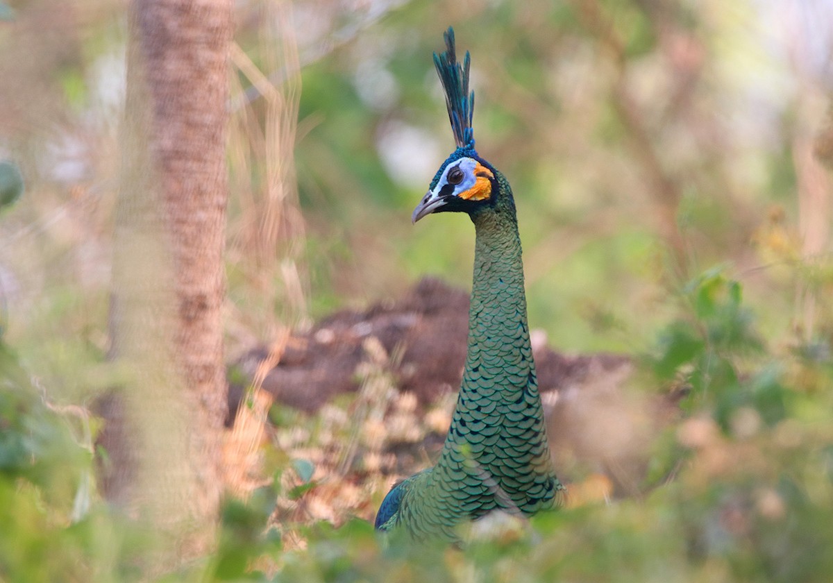 Green Peafowl - ML177419981