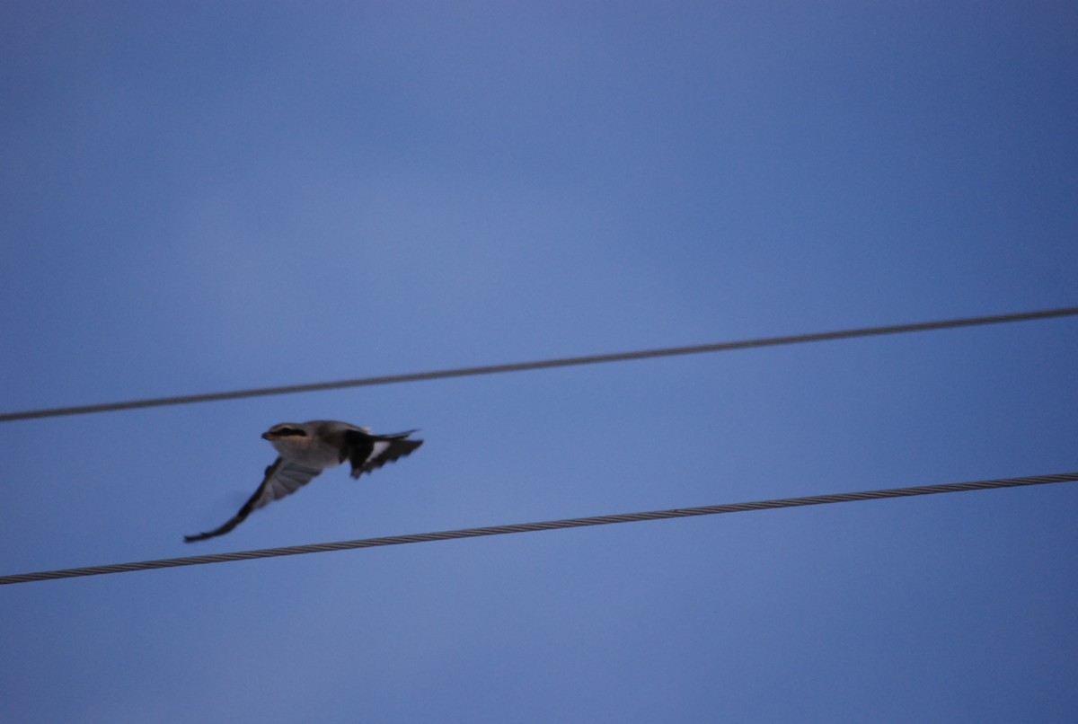 Northern Shrike - Noel Zaugg