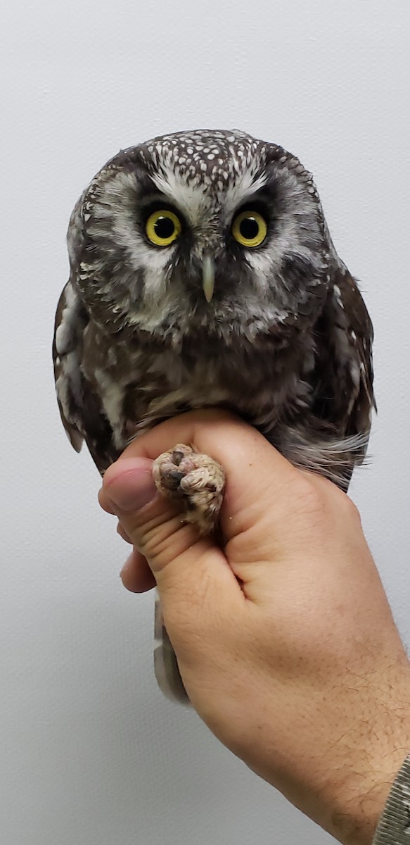 Boreal Owl - ML177421431