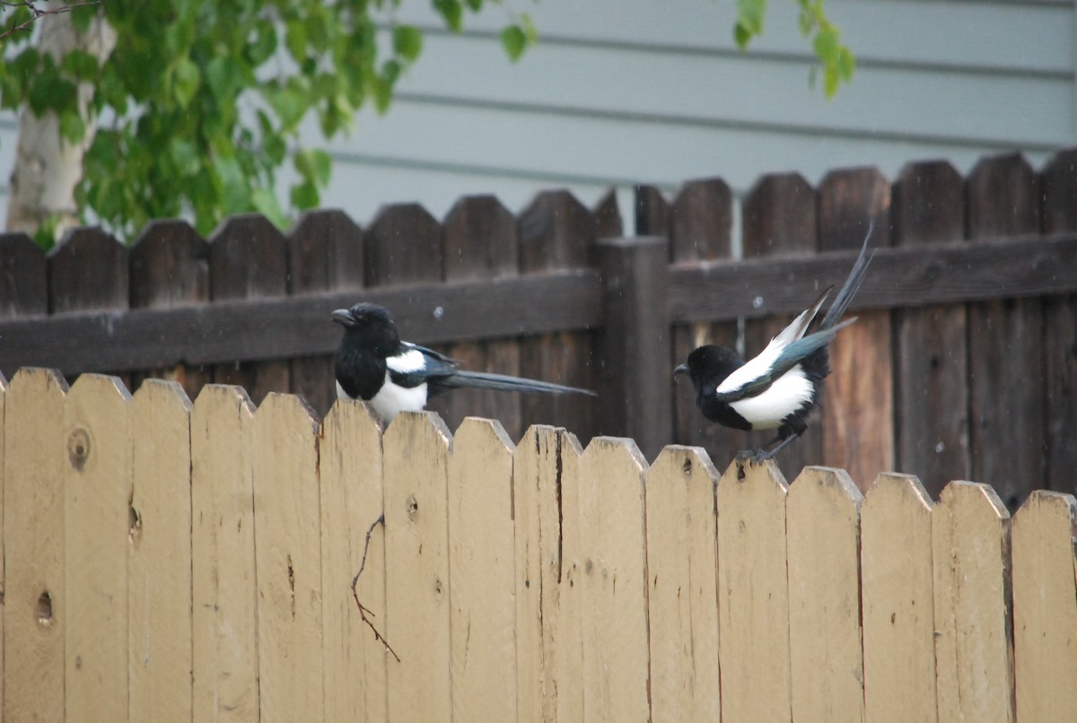 Black-billed Magpie - ML177422511