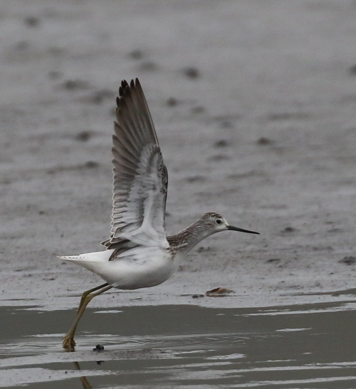 Marsh Sandpiper - Franklin Haas