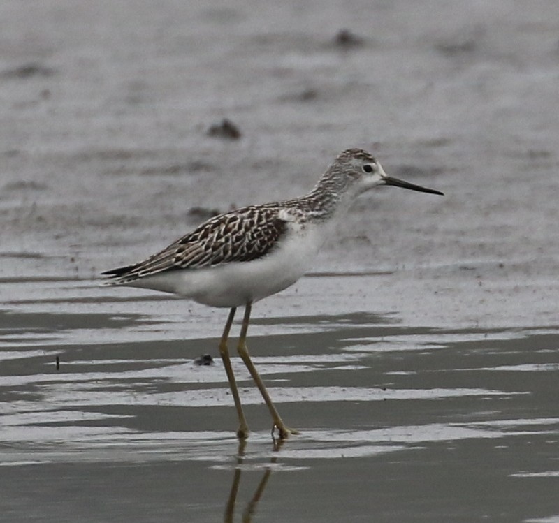 Marsh Sandpiper - ML177423231